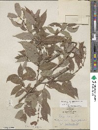 Salix lutea image