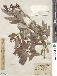 Salix lutea image