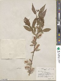 Salix lutea image