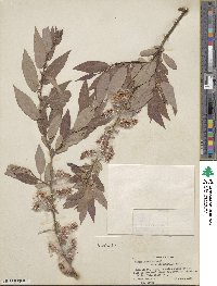 Salix lutea image