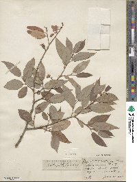 Salix lutea image