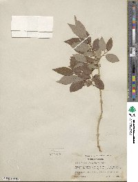 Salix lutea image