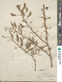 Salix lutea image