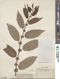 Salix lutea image