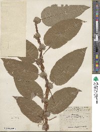 Salix lutea image