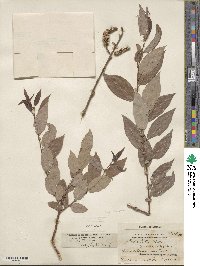 Salix lutea image