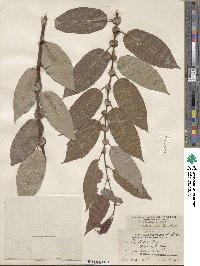 Salix lutea image