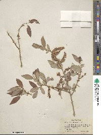 Salix lutea image