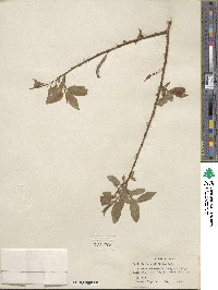 Salix lutea image