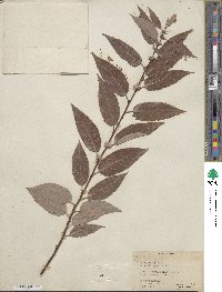 Salix lutea image