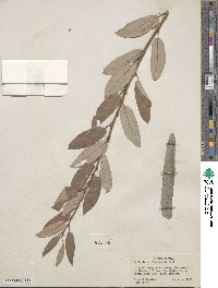 Salix lutea image