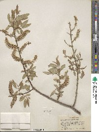 Salix lutea image