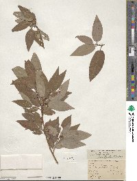 Salix lutea image