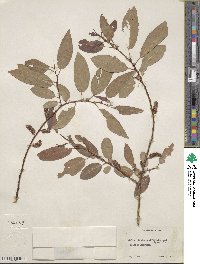 Salix lutea image