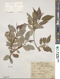 Salix lutea image