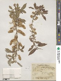 Salix lutea image