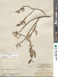 Salix lutea image