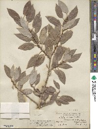 Salix lutea image