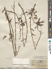 Salix lutea image