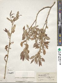 Salix lutea image