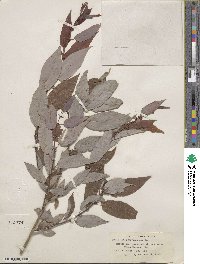 Salix lutea image