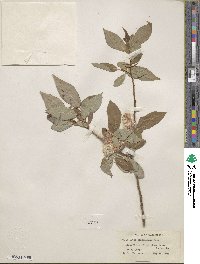 Salix lutea image