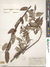 Salix lutea image