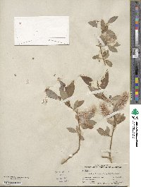 Salix lutea image