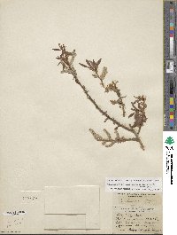 Salix lutea image