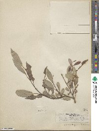 Salix lutea image