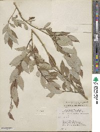 Salix lutea image