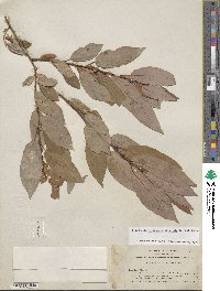 Salix lutea image