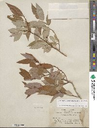 Salix lutea image