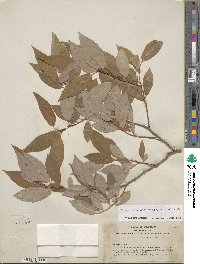 Salix lutea image