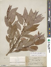 Salix lutea image