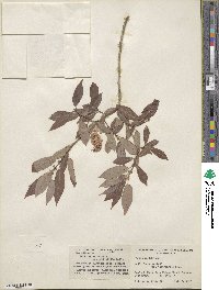 Salix lutea image