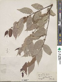 Salix lutea image