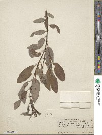 Salix lutea image