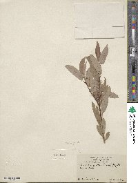 Salix lutea image