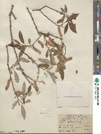 Salix lutea image