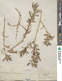 Salix lutea image