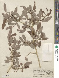 Salix lutea image