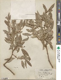 Salix lutea image