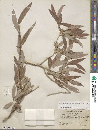 Salix lutea image