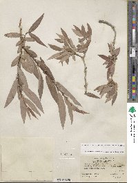 Salix lutea image