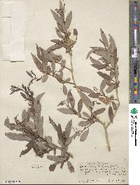 Salix lutea image