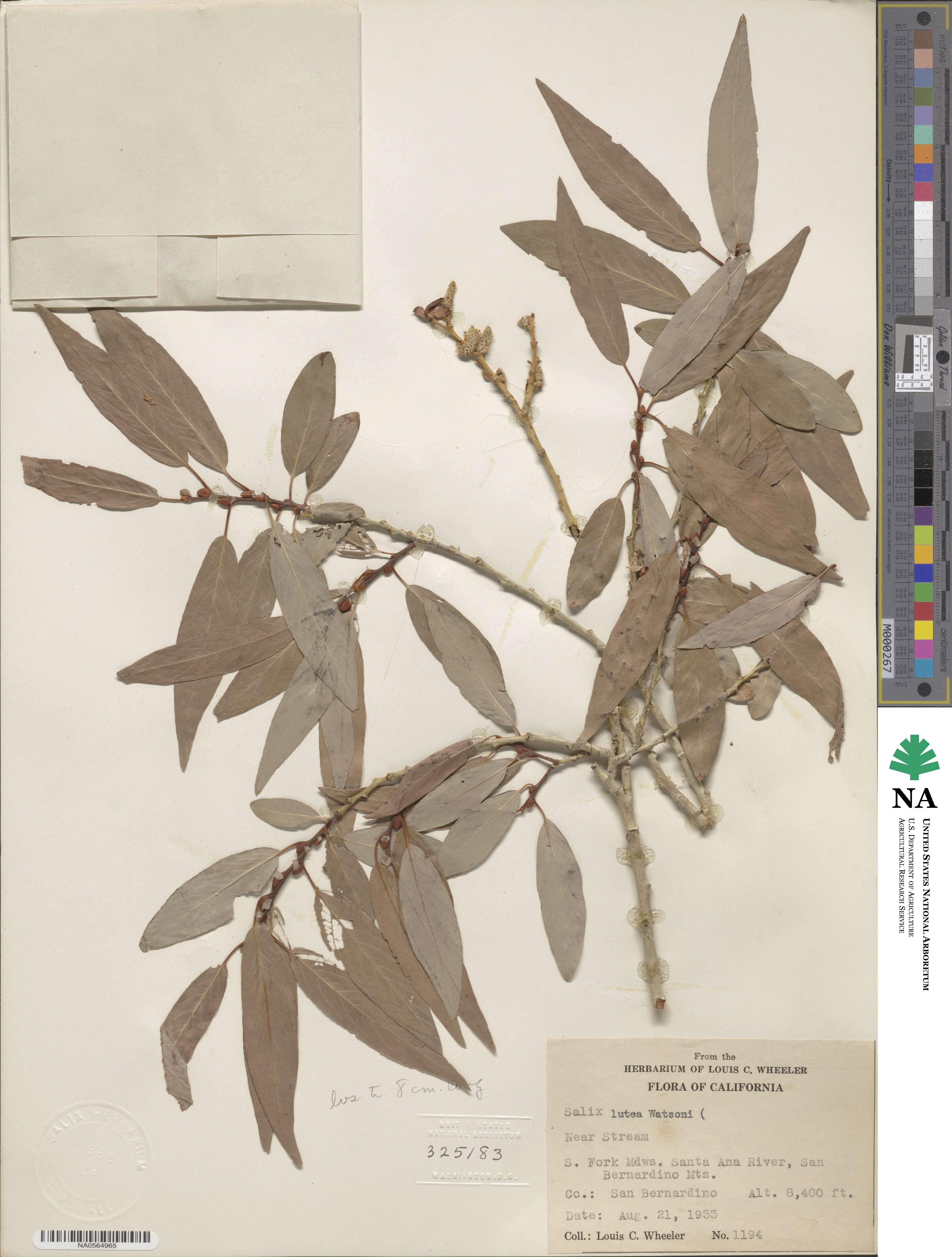 Salix lutea image