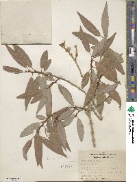 Salix lutea image