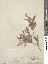 Salix lutea image