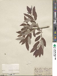 Salix lutea image